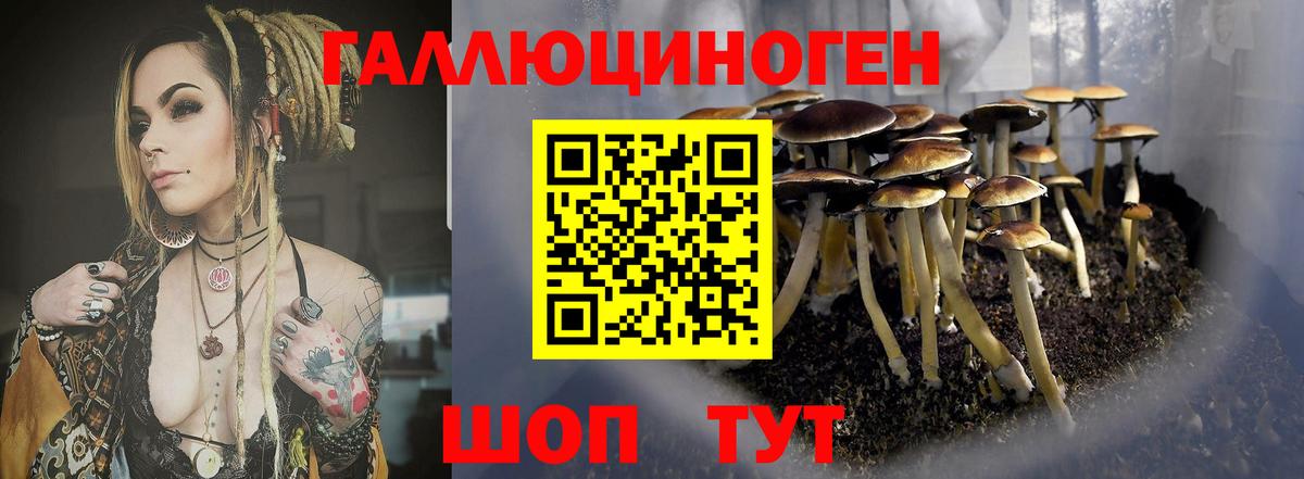 хочу наркоту  Псилоцибиновые грибы Cubensis  Вход с VPN  Ртищево 